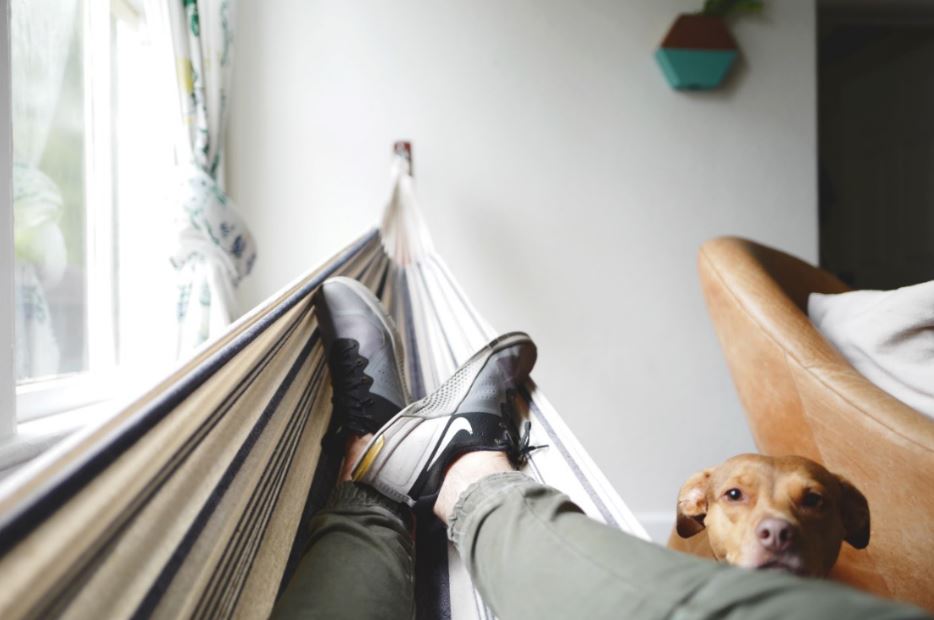 Pesquisa do Airbnb mostrou que hóspedes dão preferencia a imóveis pet friendly