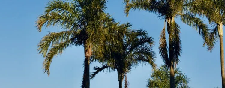 Ibiúna | Aluguel de temporada em Ibiúna: do refúgio exclusivo de lazer ao investimento inteligente